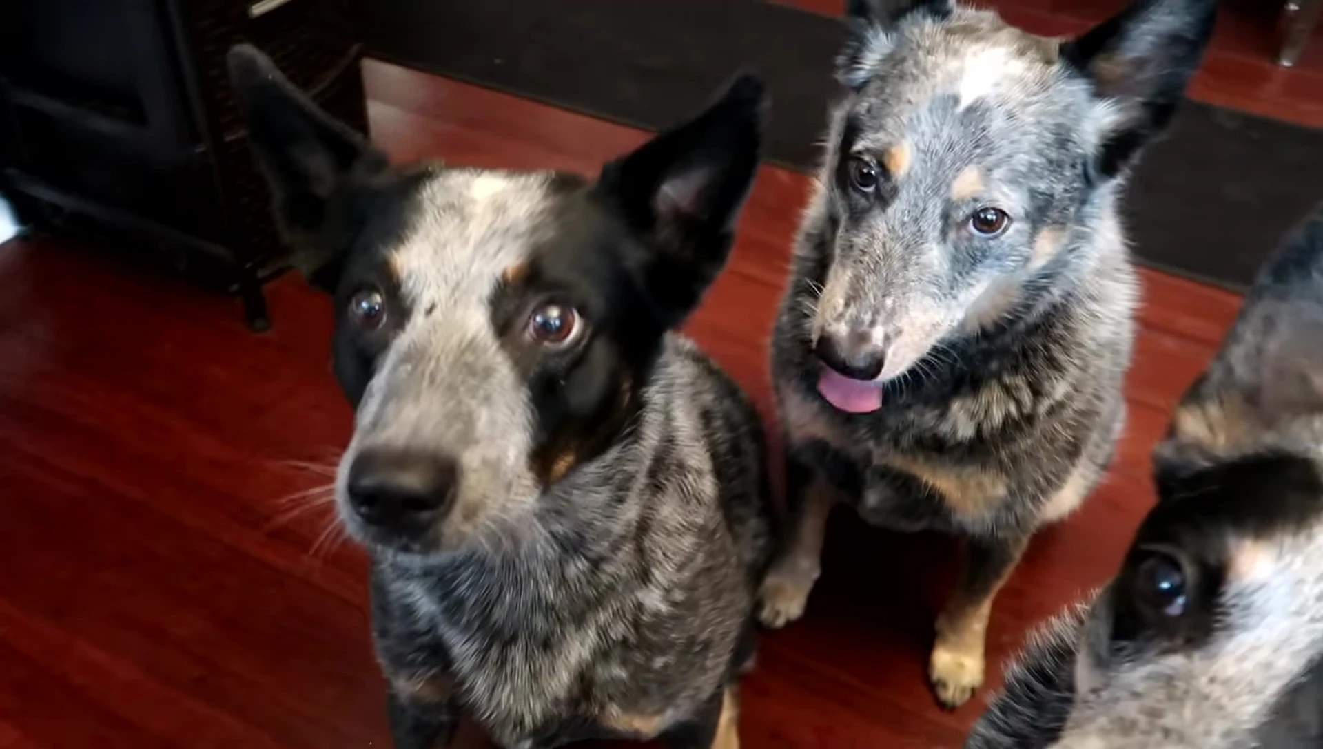 Dogs happily enjoying Choolip treats
